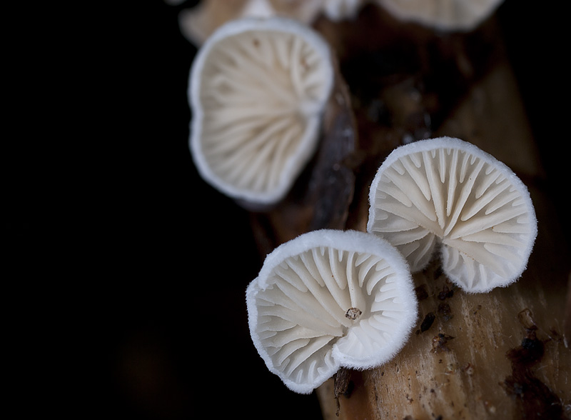 Crepidotus epibryus